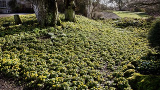 Early Spring Aconites